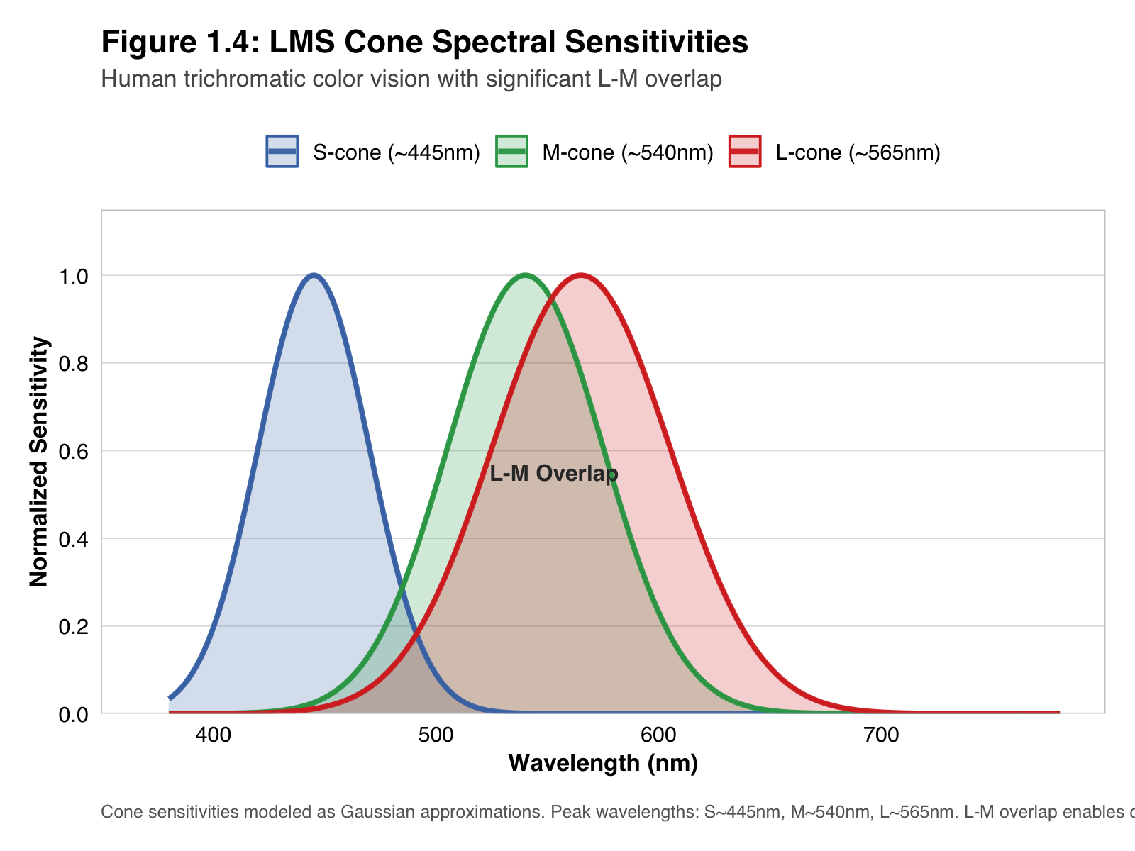 LMS cone spectral sensitivities showing L, M, and S cone response curves with significant overlap